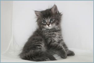 Male Siberian Kitten from Deedlebug Siberians